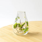 Double Wall Glass Cup with Dried Flowers - 2 | Full House Lebanon