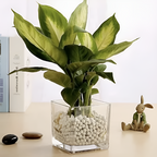 Cube Glass Vase | Full House Lebanon